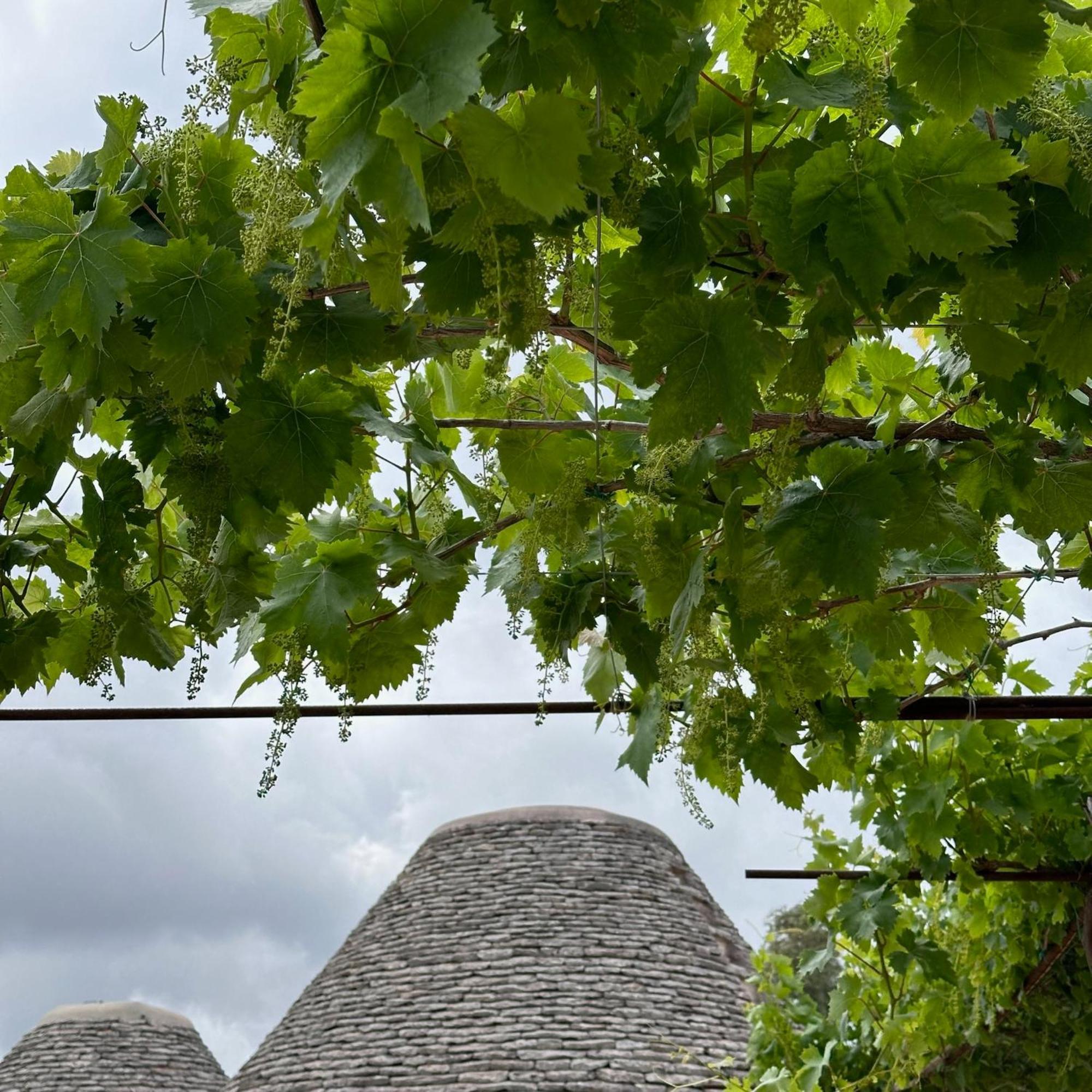 Masseria Lojazzo Ceglie Messapica Exteriér fotografie